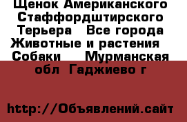 Щенок Американского Стаффордштирского Терьера - Все города Животные и растения » Собаки   . Мурманская обл.,Гаджиево г.